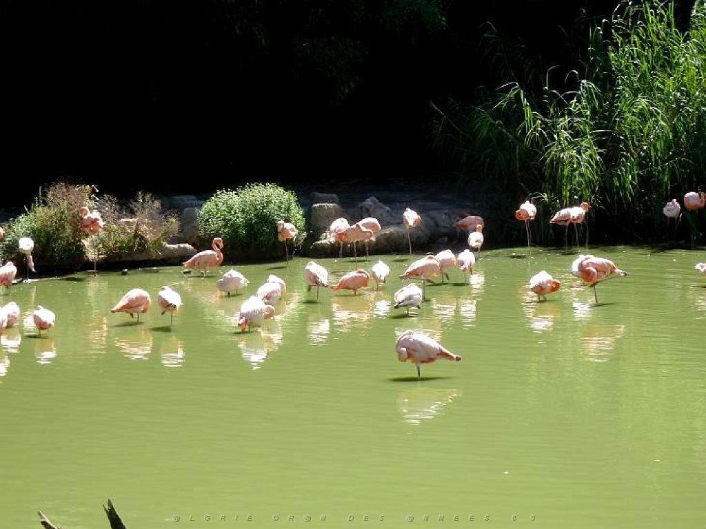 101PARC AUX OISEAUX DANS L AIN 2016 1_000004.jpg